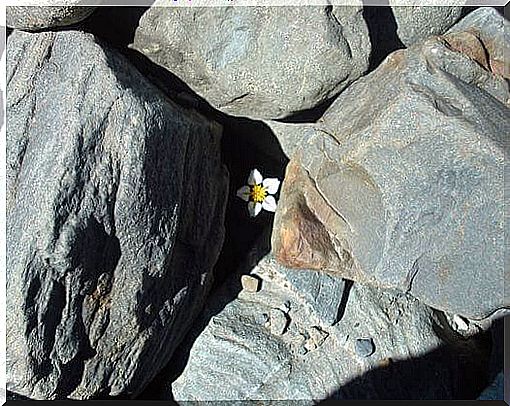 Flower grows up between rocks