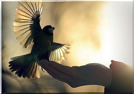 a bird fluttering its wings while a hand holds it