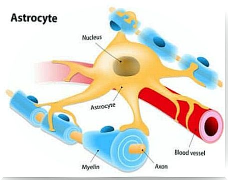 Illustration of an astrocyte.