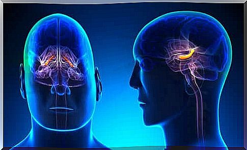 Hippocampal formation: Structure and function