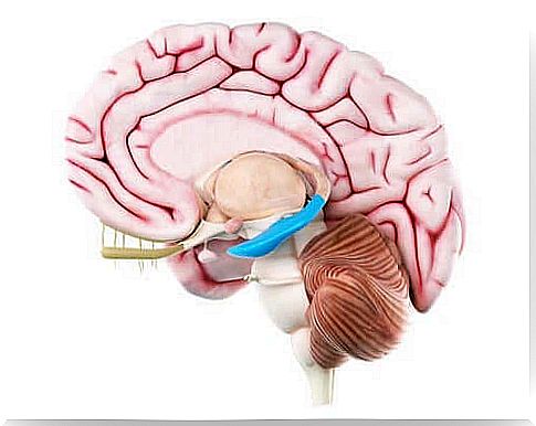 The hippocampal formation does not only consist of the hippocampus.