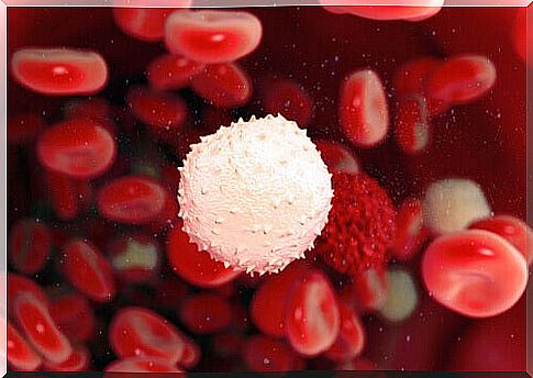 White blood cell along with red blood cells