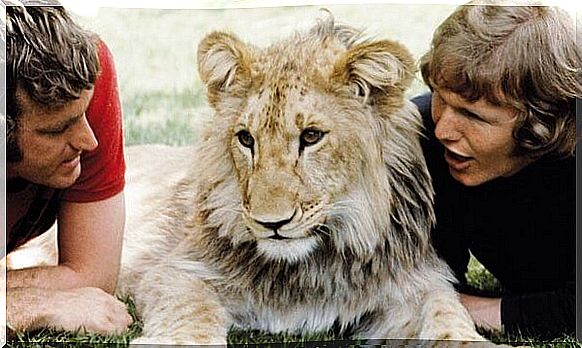 The heartwarming story of the lion Christian