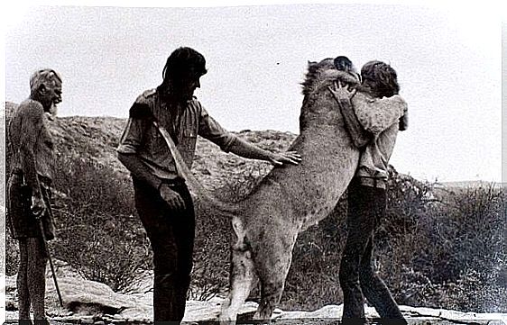 hugs a lion