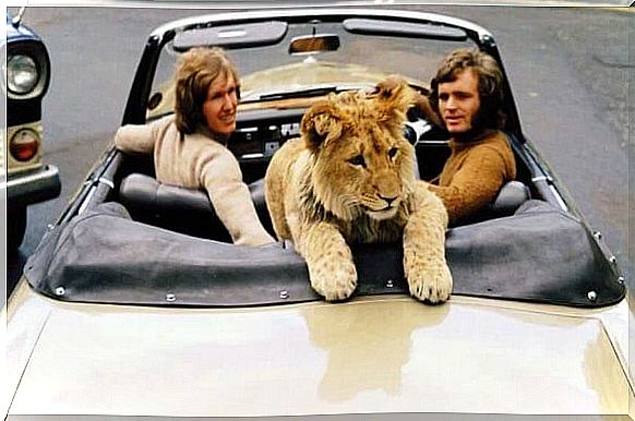 lion in car