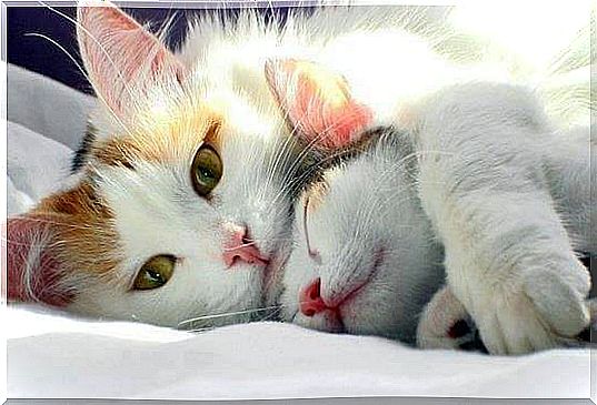 Cats are cuddling