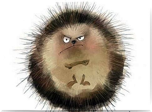 And angry hedgehog.