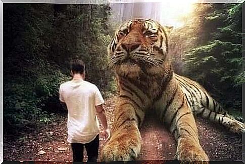 A man walking next to a big tiger.