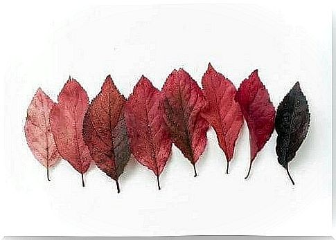 leaves in a row, of different colors