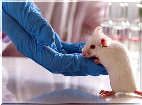 What is the scheme of animal experiments?