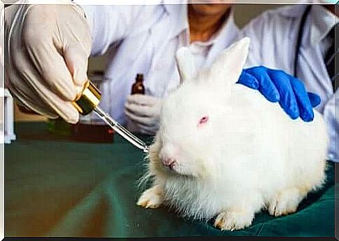 A rabbit being tested on.