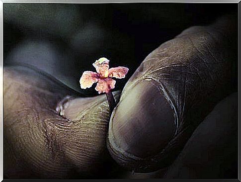 Hand holding small flower