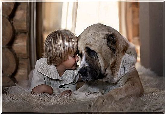 boy and dog