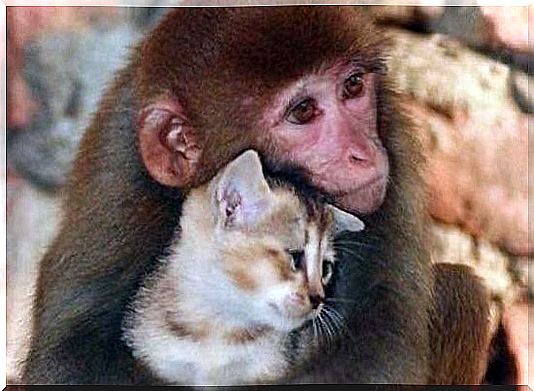 monkey and cat